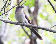 Coccyzus erythropthalmus