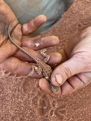 Ctenophorus isolepis