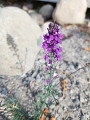 Linaria purpurea
