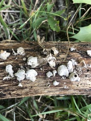 Schizophyllineae