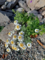 Tanacetum parthenium