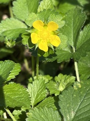Potentilla indica