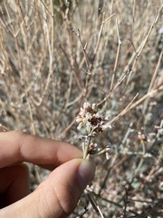 Eriogonum wrightii