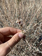 Eriogonum wrightii