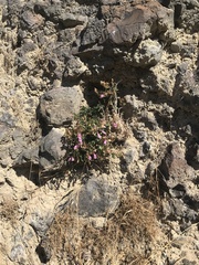 Penstemon