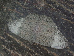 Hamadryas glauconome