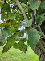 Crataegus phaenopyrum