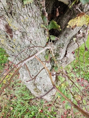 Crataegus phaenopyrum