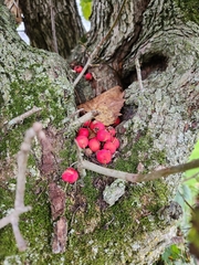 Crataegus phaenopyrum