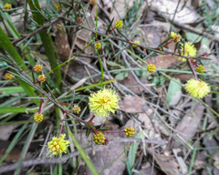 Acacia aculeatissima