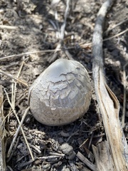 Neolentinus ponderosus