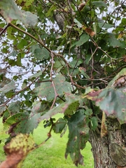 Crataegus phaenopyrum