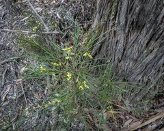 Acacia mucronata