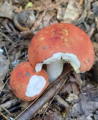Russula rosacea