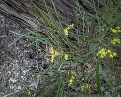 Acacia mucronata