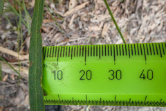 Acacia mucronata