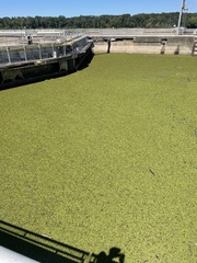 Salvinia molesta