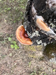 Ganoderma curtisii