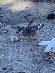 Anser anser domesticus × anser cygnoides domesticus