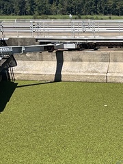 Salvinia molesta