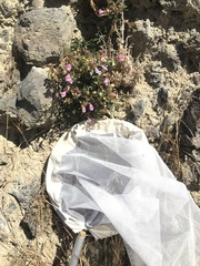 Penstemon
