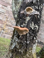 Ganoderma curtisii