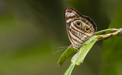 Dynamine postverta mexicana