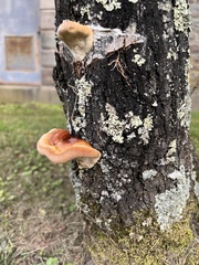 Ganoderma curtisii
