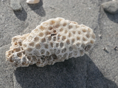 Plesiastrea versipora