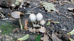 Coprinopsis