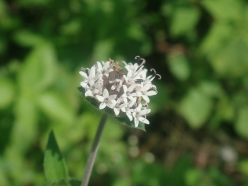 Image of Lagascea mollis by no rights reserved