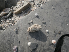 Plesiastrea versipora