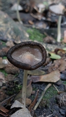 Coprinopsis