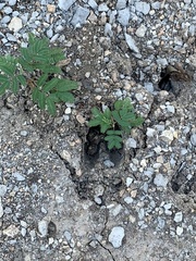 Hoffmannseggia glauca