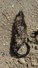Hydromys chrysogaster