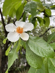 Franklinia