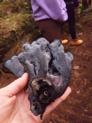 Polyozellus marymargaretae