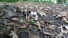 Coprinopsis