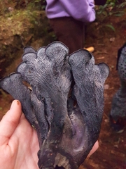 Polyozellus marymargaretae