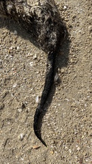 Hydromys chrysogaster