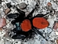 Phidippus apacheanus