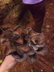 Polyozellus marymargaretae