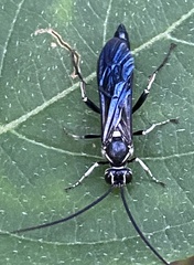 Cratichneumon unifasciatorius