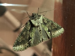 Allophyes oxyacanthae