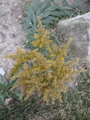 Solidago