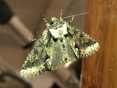 Allophyes oxyacanthae