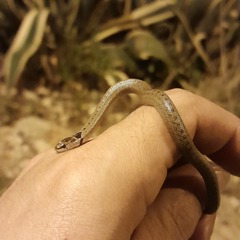 Macroprotodon brevis