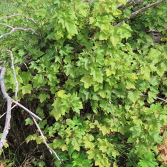 Ribes americanum