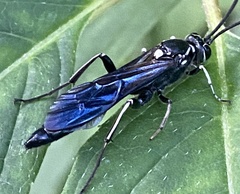 Cratichneumon unifasciatorius