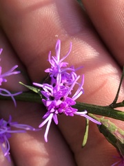 Liatris pilosa